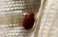 Bedbugs: Don’t Believe What You’ve Been Told